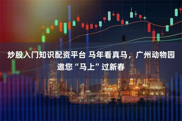 炒股入门知识配资平台 马年看真马,广州动物园邀您“马上”过新春